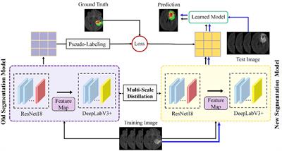 A continuous learning approach to brain tumor segmentation: integrating multi-scale spatial distillation and pseudo-labeling strategies